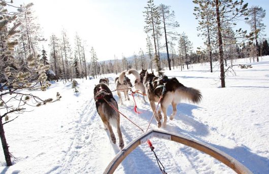 Husky tour at Kakslauttanen Igloo Village