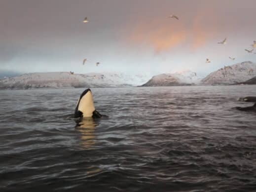 Whale watching Norway