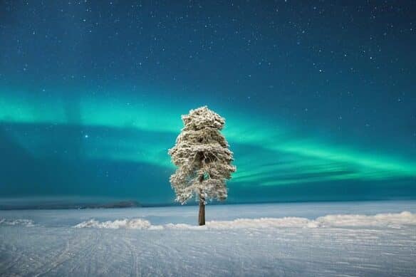 Tree and northern lights
