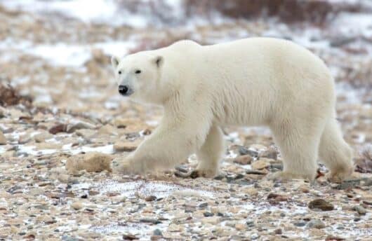 polar bear walking